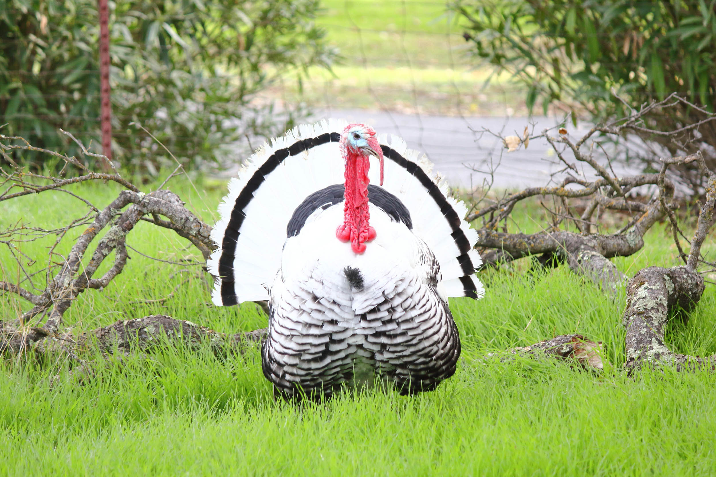 2016/11/wild-turkey_1big_stock.jpg