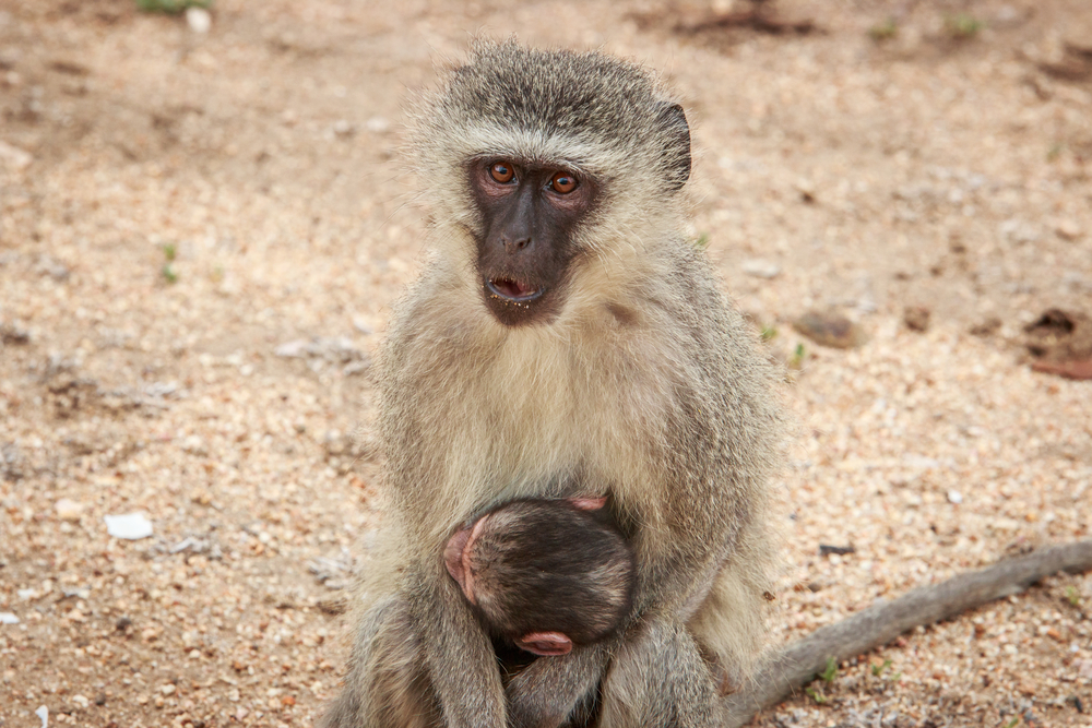 Holding out for a hero: female monkeys prefer males who take action