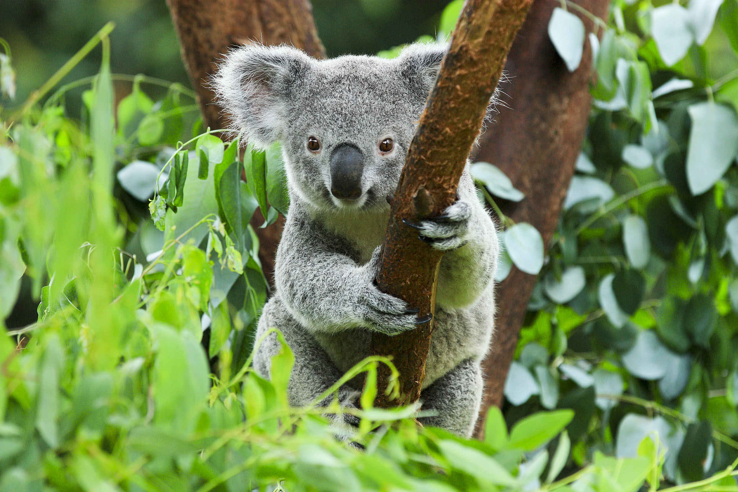 2016/11/koala-australasian-marsupial_1big_stock.jpg