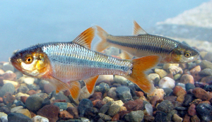 Notropis topeka (=tristis)