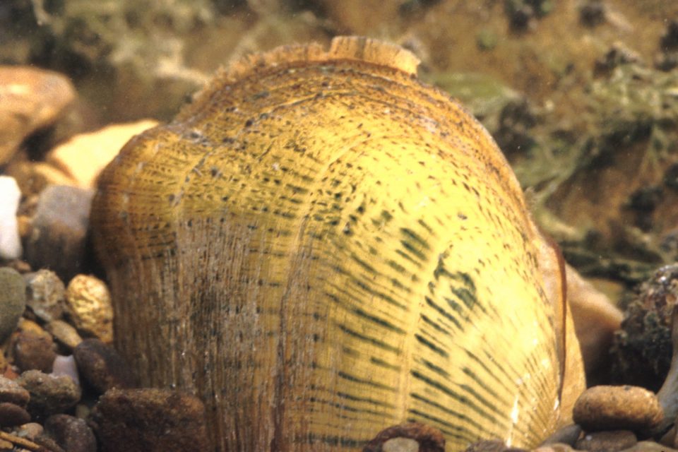 Epioblasma breviden