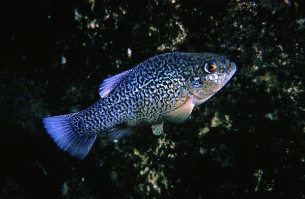 Cyprinodon elegans