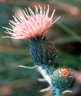 Cirsium pitcheri
