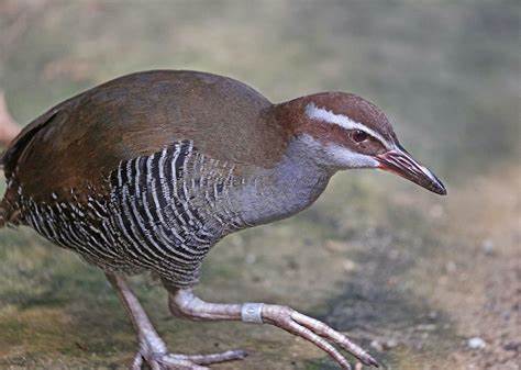 Rallus owstoni