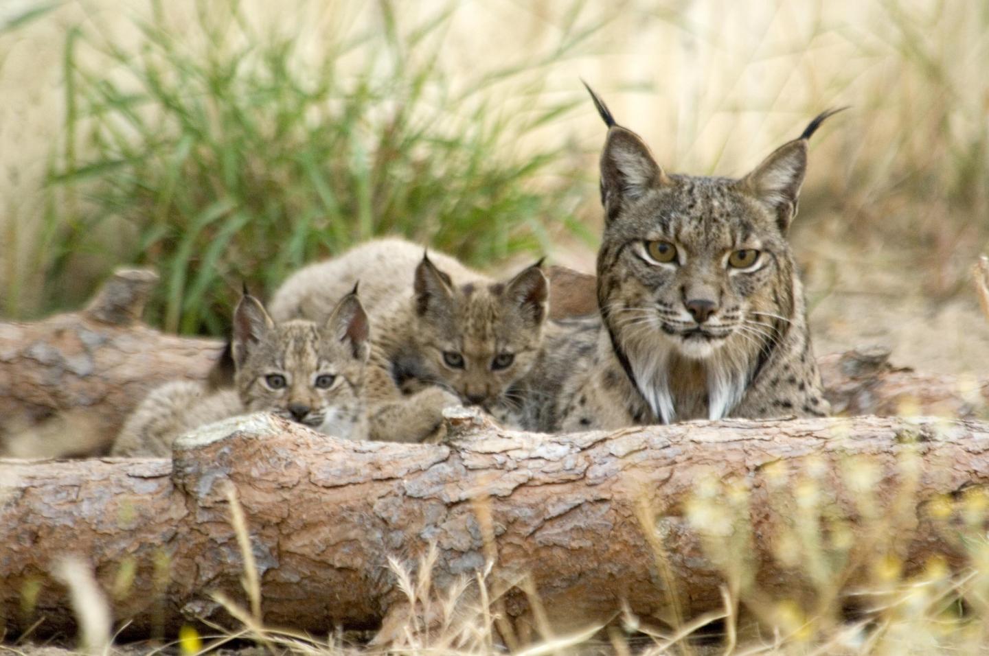 2016/12/iberian-lynx_EBD.jpg