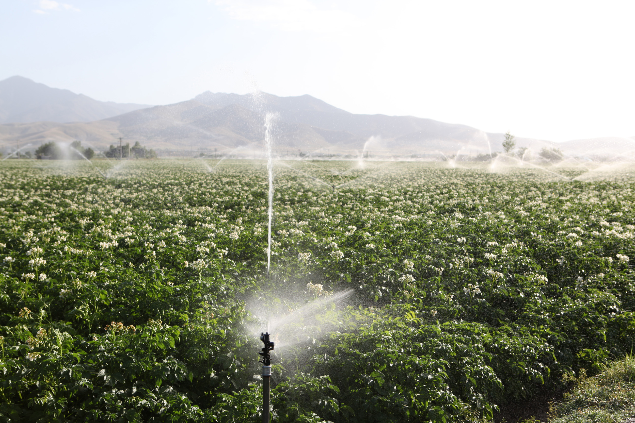 2016/12/california-water-irrigation-farm.jpg