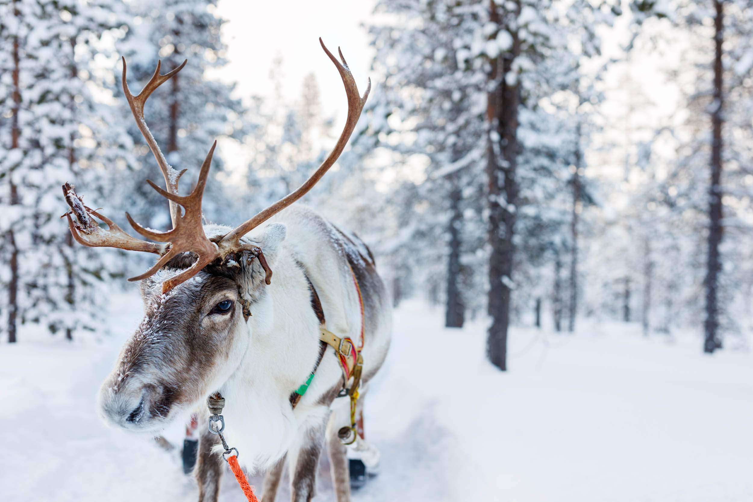 2016/12/reindeer-antlers-stock.jpg