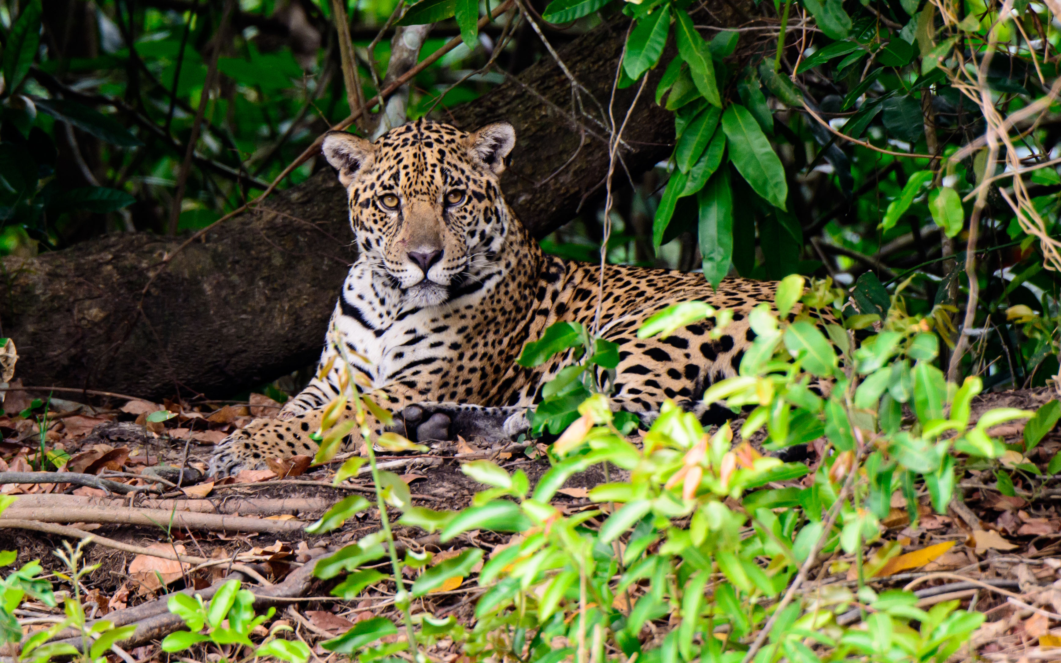 Jaguar recovery plan devised to save the majestic cat from extinction