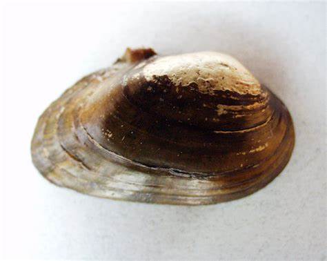 Villosa trabalis