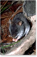 Xeromys myoides