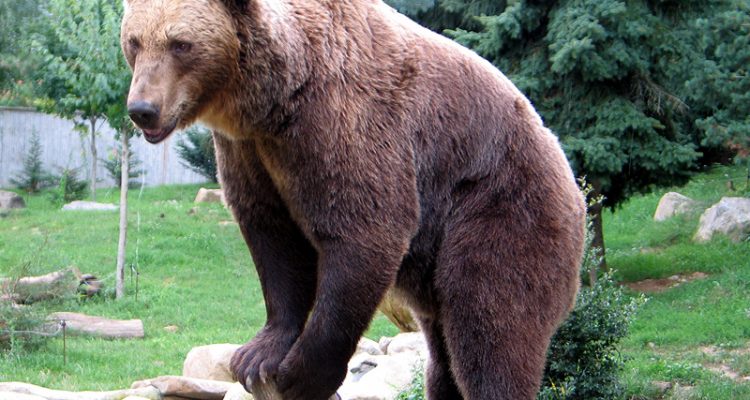 Ursus arctos pruinosus