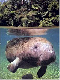 Trichechus senegalensis