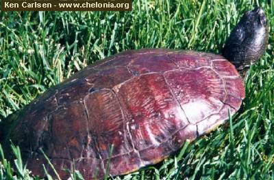 Trachemys stejnegeri malonei