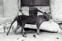 Thylacinus cynocephalus