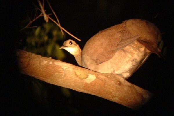 Tinamus solitarius