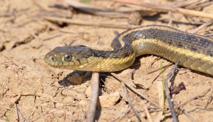 Thamnophis gigas