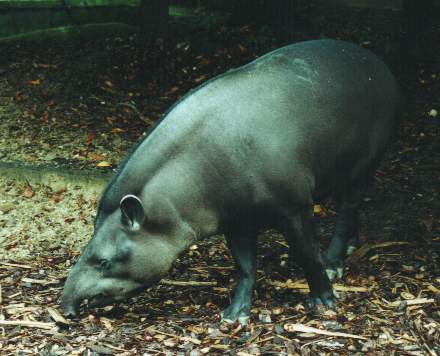 Tapirus terrestris