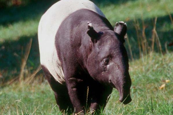 Tapirus indicus