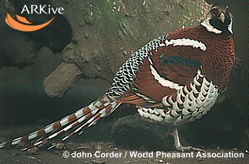 Syrmaticus ellioti