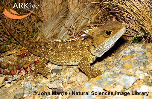 Sphenodon guntheri