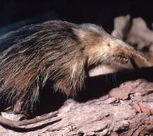 Solenodon cubanus