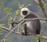 Semnopithecus (=Presbytis) entellus