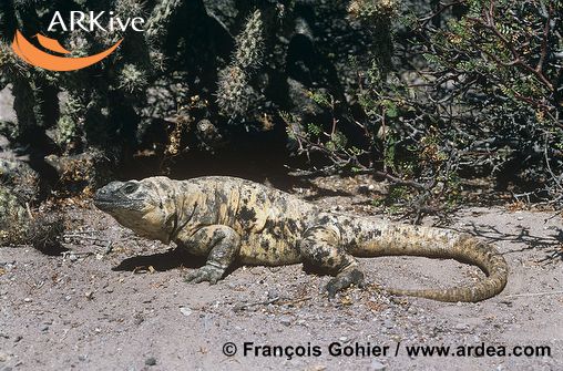 Sauromalus varius