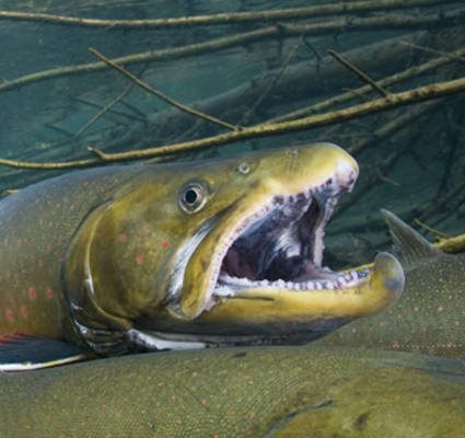Salvelinus confluentus