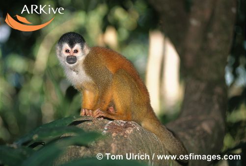 Saimiri oerstedii
