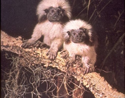 Saguinus oedipus