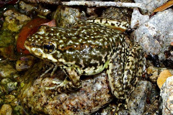Rana muscosa