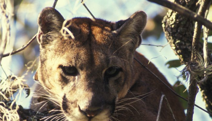 Puma (=Felis) concolor coryi