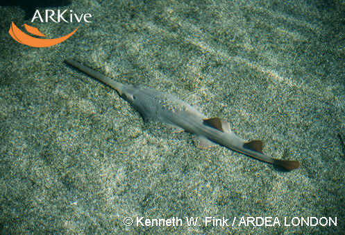 Pristis pectinata