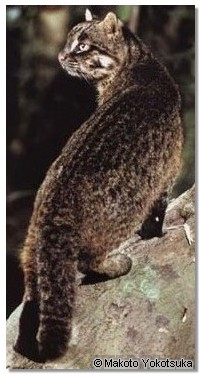 Prionailurus (=Felis) bengalensis iriomotensis