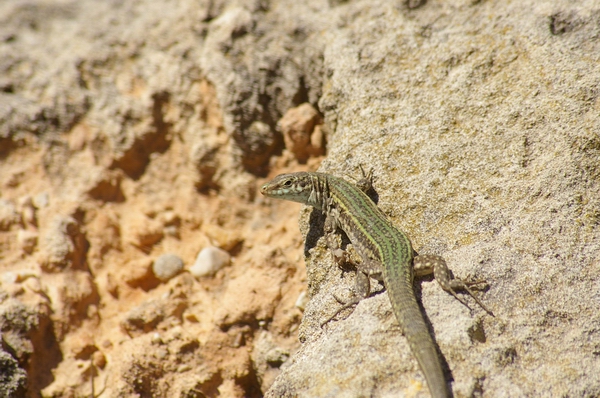 Podarcis pityusensis