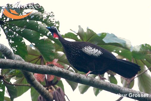 Pipile jacutinga