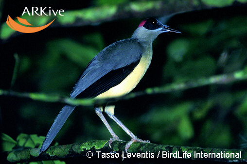 Picathartes oreas