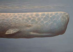 Physeter catodon (=macrocephalus)