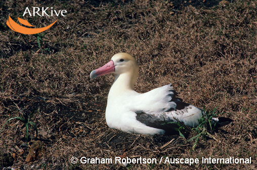 Phoebastria (=Diomedea) albatrus