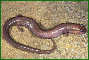 Phaeognathus hubrichti