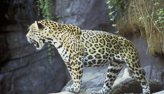 Panthera onca