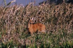 Ozotoceros bezoarticus