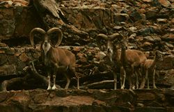 Ovis musimon ophion