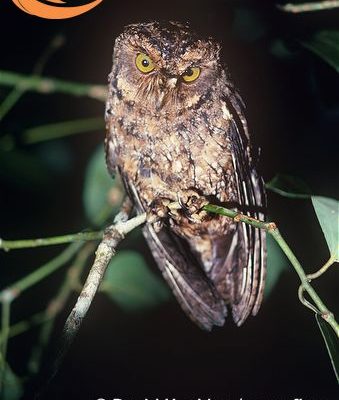 Otus magicus (=insularis) insularis