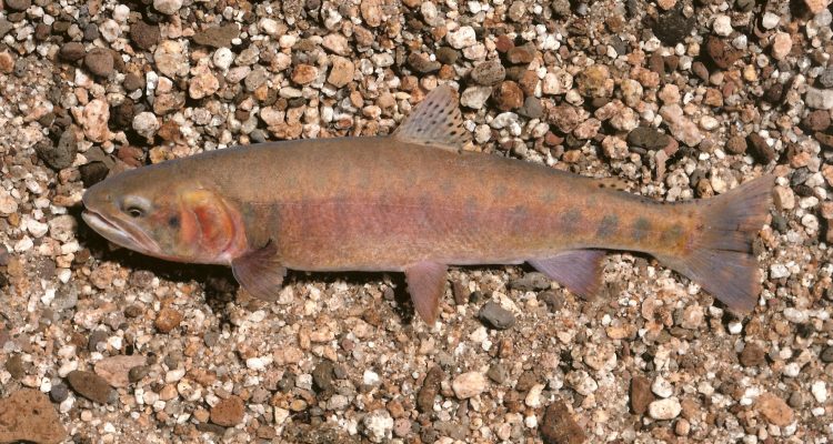Oncorhynchus clarkii seleniris