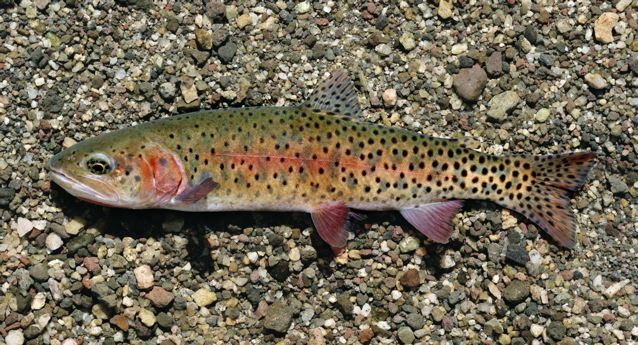 Oncorhynchus clarkii henshawi