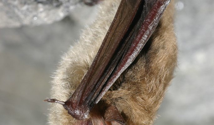 Myotis septentrionalis