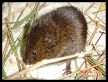 Microtus pennsylvanicus dukecampbelli