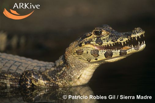 Melanosuchus niger