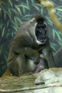 Mandrillus (=Papio) leucophaeus